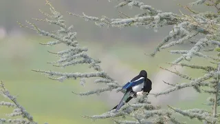 Группа Эдельвейс Аварская Очень Хорошая Песня Цунта Бежта