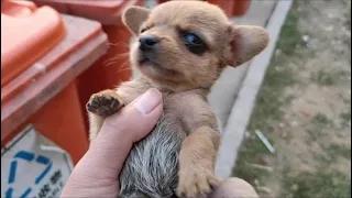 He Was Crying Trying To Find His Mother...The Stray Puppy By The Trash Can