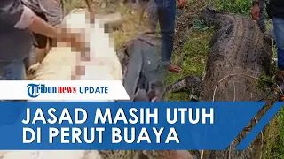 Penampakan Buaya Raksasa Pemangsa Bocah 8 Tahun dan Jasad Korban Utuh di Perutnya, Panjang 4 Meter