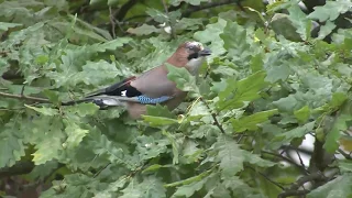 Птицы осенью. Birds in autumn