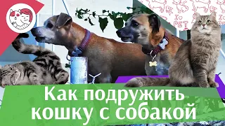 4 правила знакомства собаки и кошки, на ilikepet