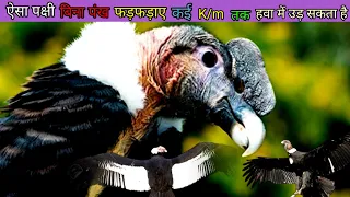 Andean condor पक्षी से जुड़े रोचक तथ्य || Andean condor birds facts in hindi