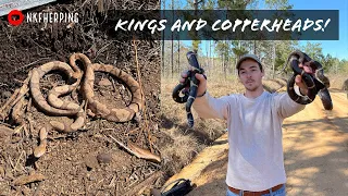 Breaking My Kingsnake Record! Flipping Kingsnakes and Copperheads in South Georgia!