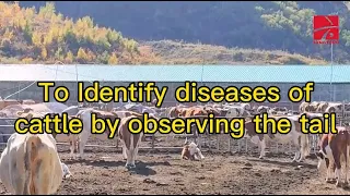 To identify diseases of cattle by observing the tail