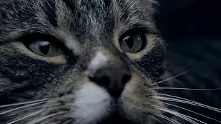 HOW DO CATS HEAR IT? (HQ AUDIO)