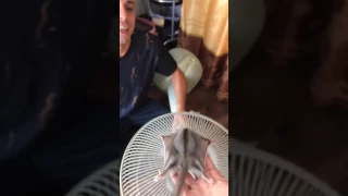 Sugar glider training fly