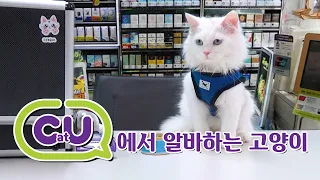 Cats are doing part time job in convenient store (ENG SUB)