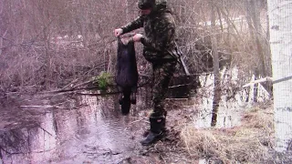 Majavan metsästystä/Beaver hunting.