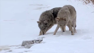 Красный Бор   Джунгли Белоруссии