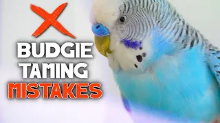 5 Taming Mistakes you do with Your Budgie