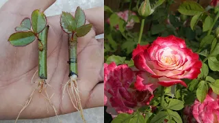 The most effective way to propagate roses | with 100% success