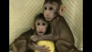 Chinese scientists just cloned monkeys for the first time