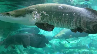 zoo de Beauval