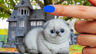 The Cutest KITTENS and a NEW HOUSE for CATs