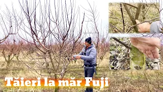 Tăieri la măr fuji