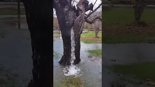 Water coming out of the mulberry tree! #shorts