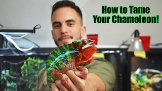 How to Handle Chameleons! (New owners WATCH THIS)