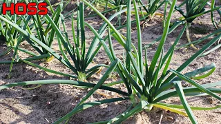 HOW TO GROW HEIRLOOM MULTIPLYING ONIONS