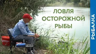 Ловля капризной и осторожной рыбы на фидер