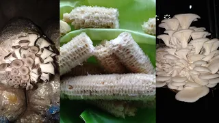 Amazing! MUSHROOM SPAWN making using CORN COB