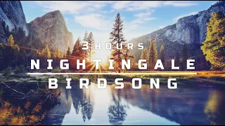 Nightingale | 3 hours | Birdsong | Nature sounds