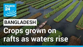 Bangladesh: Floating farms provide lifeline as waters rise • FRANCE 24 English