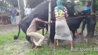 || Amazing Black Big Bull || And || Small Cow  Meeting Successful Video ||