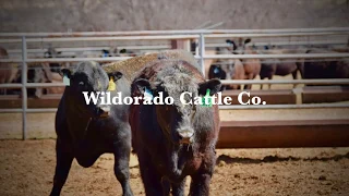 Wildorado Cattle Co. Picture Story