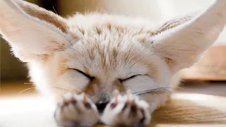 Fennec Fox: The Cutest and Smallest Fox in the World 🦊
