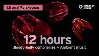 12 Hours Of Bloody-Belly Comb Jellies + Ambient Music To Vibe With | Littoral Relaxocean