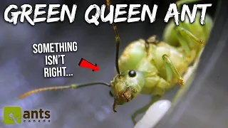 My New GREEN QUEEN ANT's First Workers Are Arriving But Something Isn't Right...