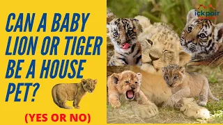 Can a Baby Lion or Tiger Be a House Pet? (Yes or No)