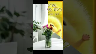 💐☀️ Доброго Весеннего Утра ☕ Хорошего Счастливого Дня 🤗