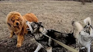 Не для слабонервных! ТИБЕТСКИЙ МАСТИФ против МАЛАМУТа  / tibetan mastiff vs alaskan malamute