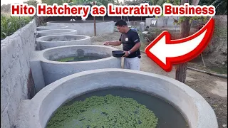 Kayang Kumita ng 100k/month sa Maliit na Hito Hatchery business?