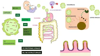 ROTAVIRUS