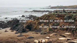 Elephant Seal Rookery near San Simeon, California - Not a Typical City Adventure