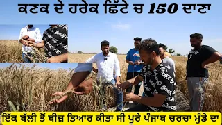 ਇੱਕ ਬੱਲੀ ਤੋਂ ਬੀਜ਼ ਤਿਆਰ ਕੀਤਾ,, ਹਰੇਕ ਬੱਲੀ ਚ 150 ਤੋਂ ਜਿਆਦਾ ਦਾਣੇ ਆ,, ਨਾਂ ਕੋਈ ਬਿਮਾਰੀ ਨਾਂ ਡਿੱਗੀ