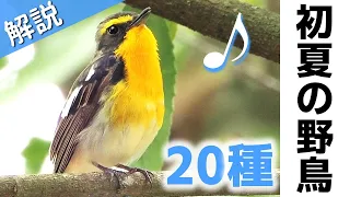 超入門！初夏に見る鳥20種【解説・鳴き声】