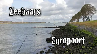 Vissen op zeebaars in de Europoort