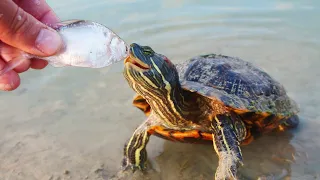 Feeding the Turtles in the New Ponds!