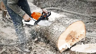 MY BRAND NEW STIHL MS-362 EASILY COPES WITH LARGE LOGS (Felling Trees)