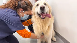 My Golden Retriever Loves going to the Vet!