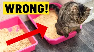 You're Setting Up Your Litter Box All Wrong