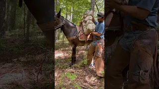 Packing in on Mules #mule #video #clips #western #outdoors #horse