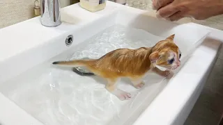 Bathing kittens for the first time | Teddy kittens are fearless and love water.