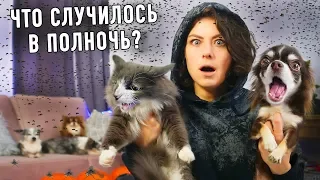 В доме что-то не так! Миллион мух! Кого видит кошка? Собаки лают, животные ведут себя странно!