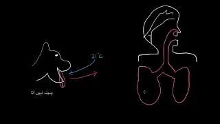 Thermoregulation in the lungs |  Respiratory system physiology  | NCLEX RN |   Khan Academy Urdu