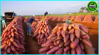 The Most Modern Agriculture Machines That Are At Another Level, How To Harvest Sweet Potatoes ▶4