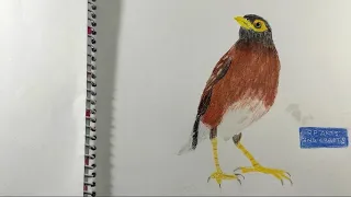 How to draw a common Myna using colour pencils step by step